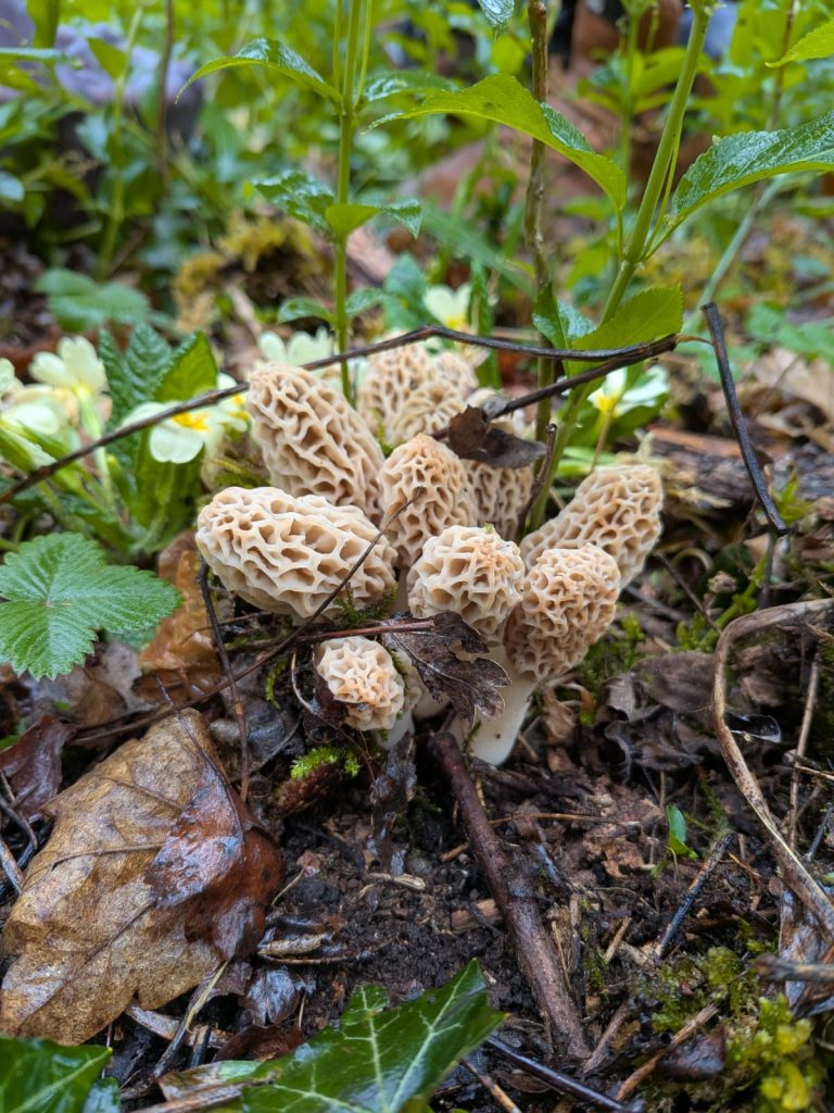Wild morel mushrooms foraged in the Alps, seasonal local sourcing for private chef menus